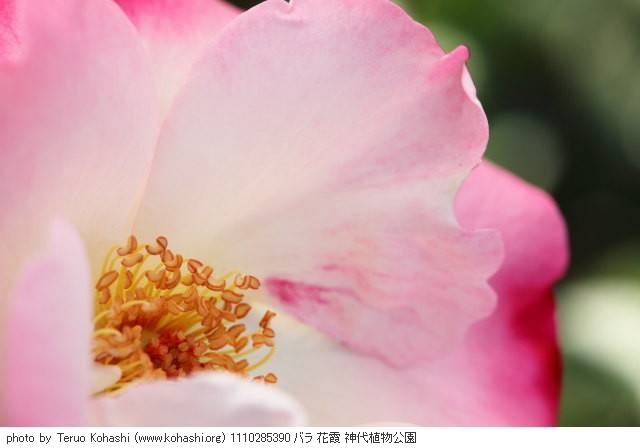 薔薇・バラ 1110285390 バラ 花霞 神代植物公園 thumbnail