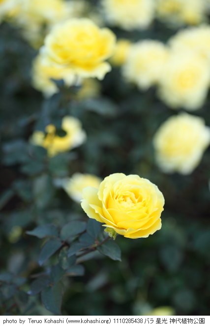 神代植物公園 2011 1110285438 バラ 星光 神代植物公園 photo
