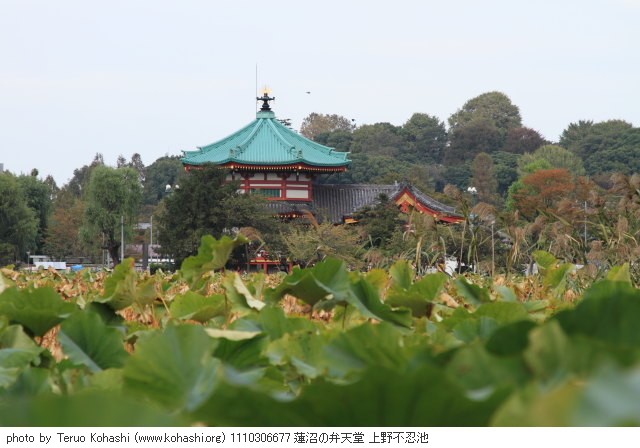 10月の上野公園 1110306677 蓮沼の弁天堂 上野不忍池 thumbnail