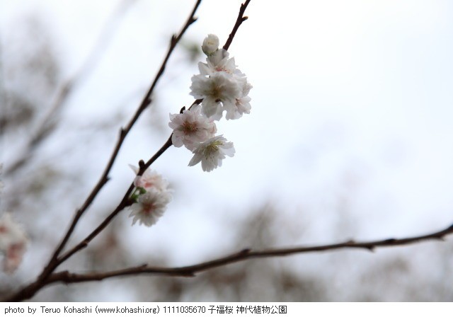11月の桜・サクラ 1111035670 子福桜 神代植物公園 thumbnail