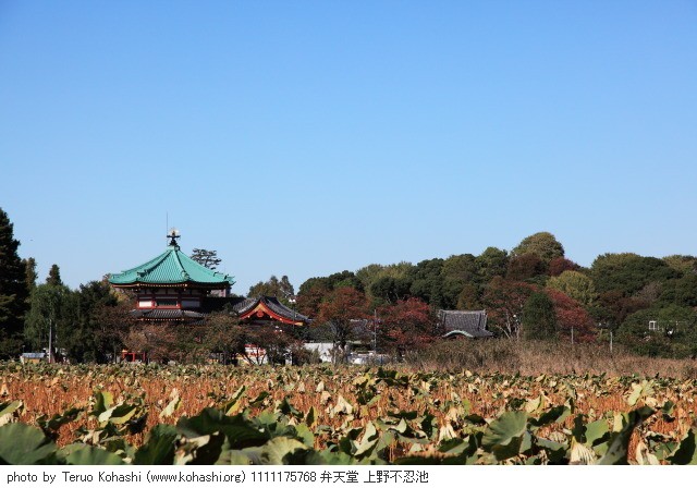 上野公園 2011 1111175768 弁天堂 上野不忍池 thumbnail