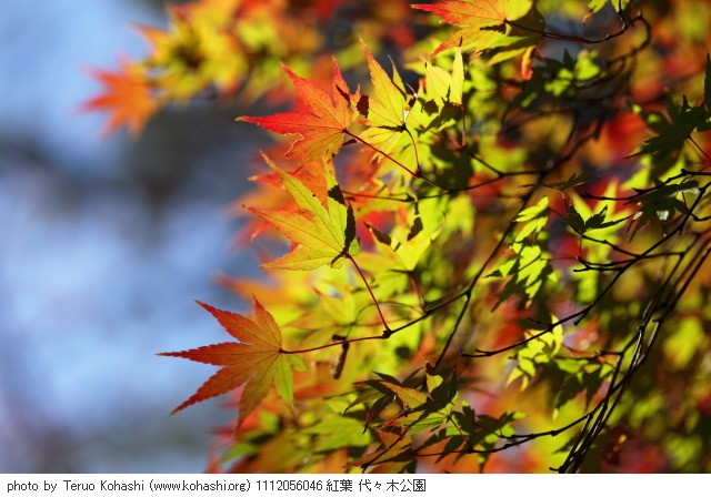 紅葉・銀杏 1112056046 紅葉 代々木公園 thumbnail