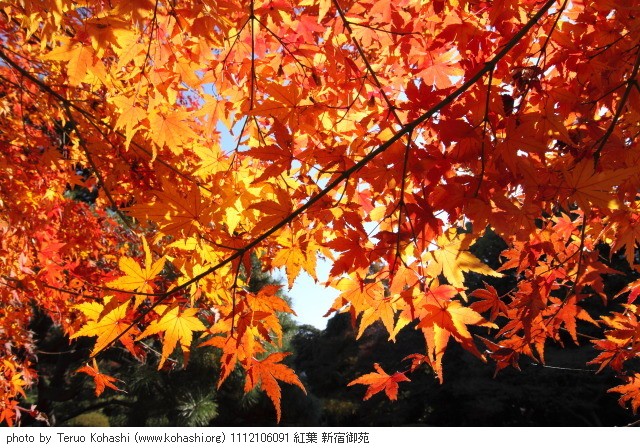 12月 新宿の見頃見所 1112106091 紅葉 新宿御苑 thumbnail