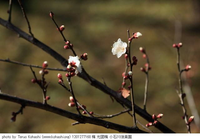 梅・蝋梅 1201277168 梅 光圀梅 小石川後楽園 thumbnail