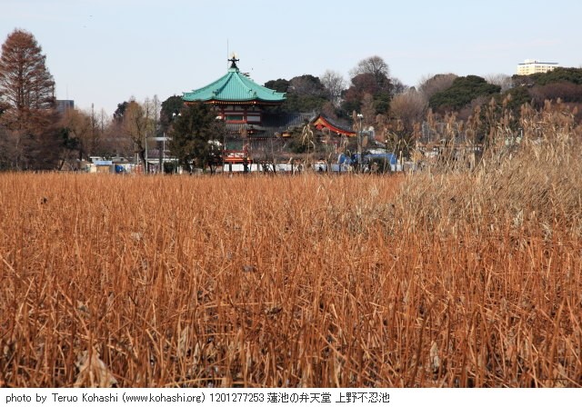 1月の見頃見所 1201277253 蓮池の弁天堂 上野不忍池 thumbnail