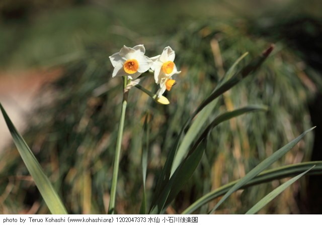 水仙 1202047373 水仙 小石川後楽園 thumbnail
