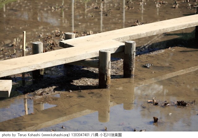 これまでの2月の見頃見所 1202047401 八橋 小石川後楽園 thumbnail