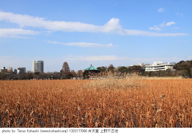上野公園 2012 1202177080 弁天堂 上野不忍池 photo