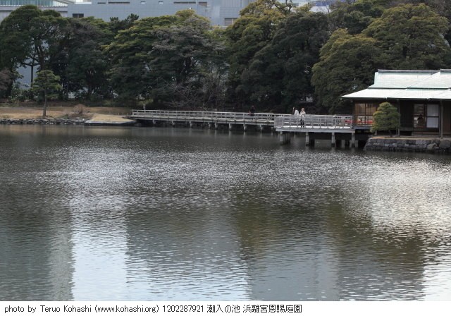 これまでの2月の見頃見所 1202287921 潮入の池 浜離宮恩賜庭園 thumbnail
