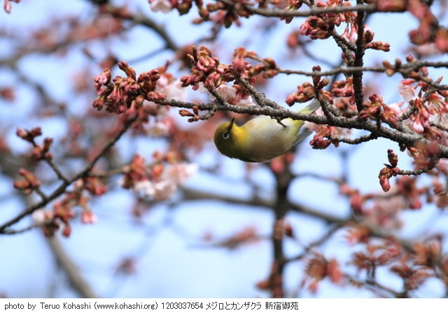 桜: 寒桜・大寒桜・寒緋桜・河津桜 1203037654 メジロとカンザクラ 新宿御苑 thumbnail