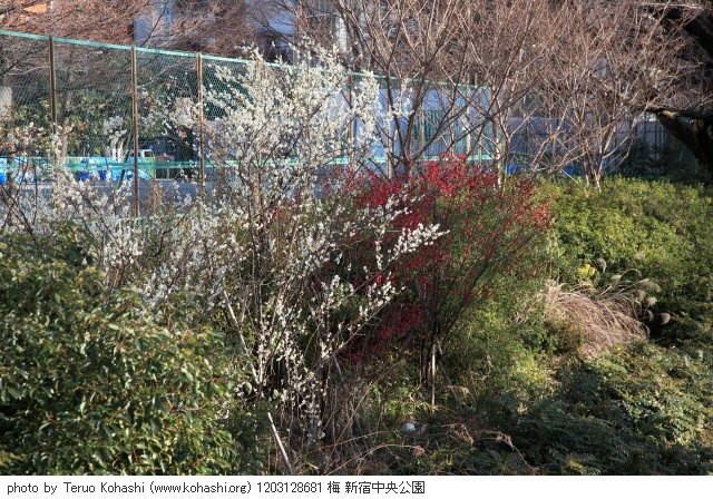 3月の新宿中央公園 1203128681 梅 新宿中央公園 thumbnail