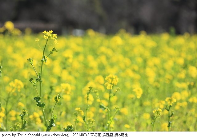 菜の花 1203148743 菜の花 浜離宮恩賜庭園 thumbnail