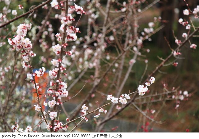 3月の新宿中央公園 1203198883 白梅 新宿中央公園 thumbnail