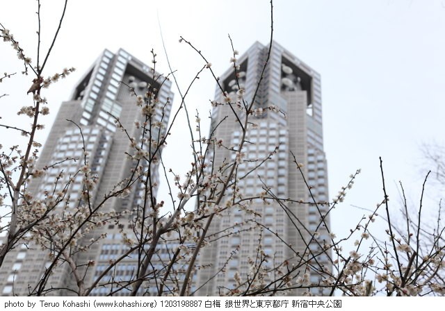 3月の新宿中央公園 1203198887 白梅 銀世界と東京都庁 新宿中央公園 thumbnail