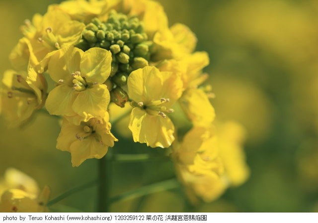 菜の花 1203259122 菜の花 浜離宮恩賜庭園 thumbnail