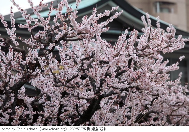 湯島天神、界隈 2012 1203259375 梅 湯島天神 photo