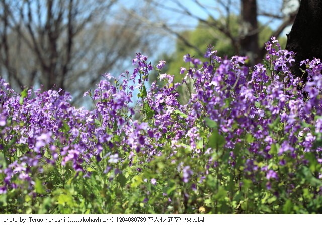 4月の新宿中央公園 1204080739 花大根 新宿中央公園 thumbnail