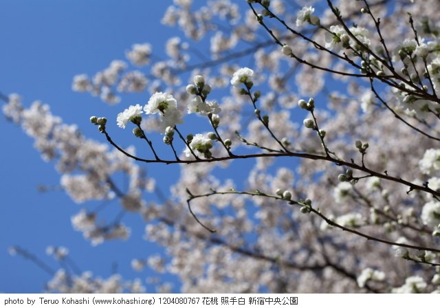 桃・モモ・花桃・菊桃 1204080767 花桃 照手白 新宿中央公園 thumbnail