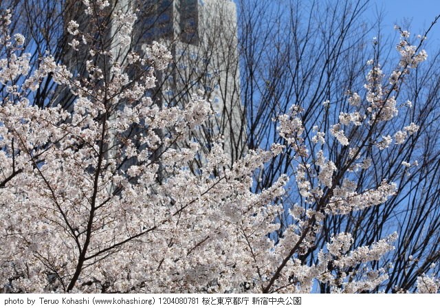 4月の新宿中央公園 1204080781 桜と東京都庁 新宿中央公園 thumbnail