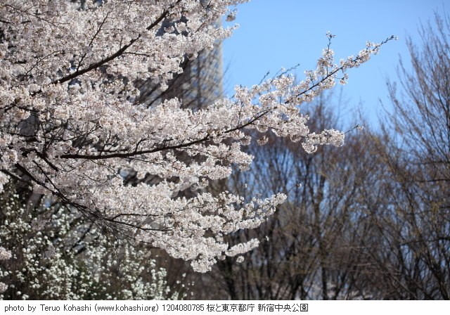 4月の新宿中央公園 1204080785 桜と東京都庁 新宿中央公園 thumbnail