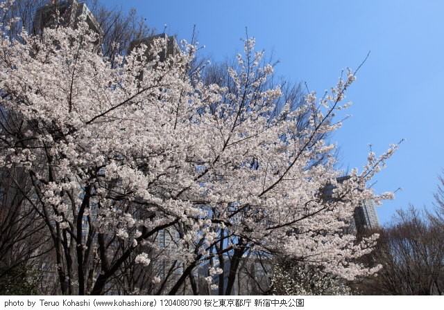 4月の新宿中央公園 1204080790 桜と東京都庁 新宿中央公園 thumbnail