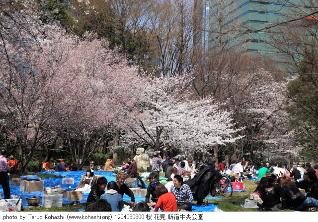 4月の新宿中央公園 1204080800 桜 花見 新宿中央公園 thumbnail