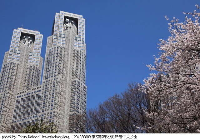 4月の新宿中央公園 1204080809 東京都庁と桜 新宿中央公園 thumbnail