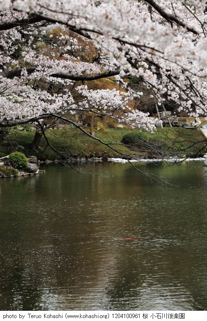桜 1204100961 桜 小石川後楽園 thumbnail