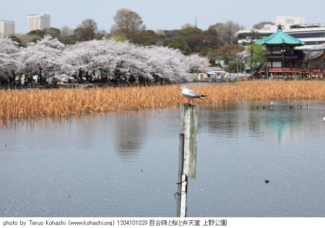 桜 1204101029 百合鴎と桜と弁天堂 上野公園 thumbnail