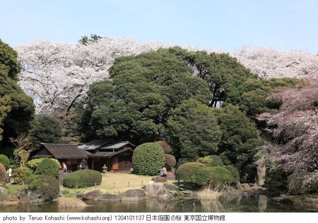 上野公園 2012 1204101137 日本庭園の桜 東京国立博物館 thumbnail