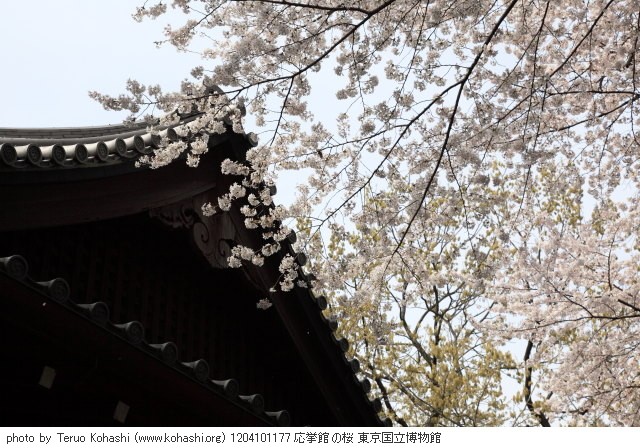 上野公園 2012 1204101177 応挙館の桜 東京国立博物館 photo