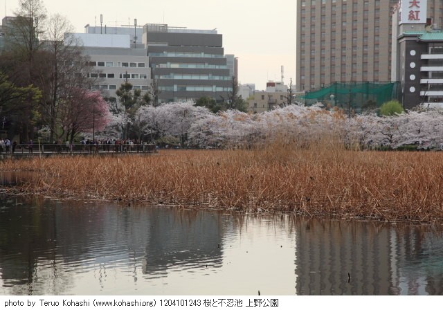 桜 1204101243 桜と不忍池 上野公園 thumbnail