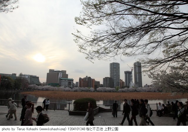 上野公園 2012 1204101248 桜と不忍池 上野公園 photo