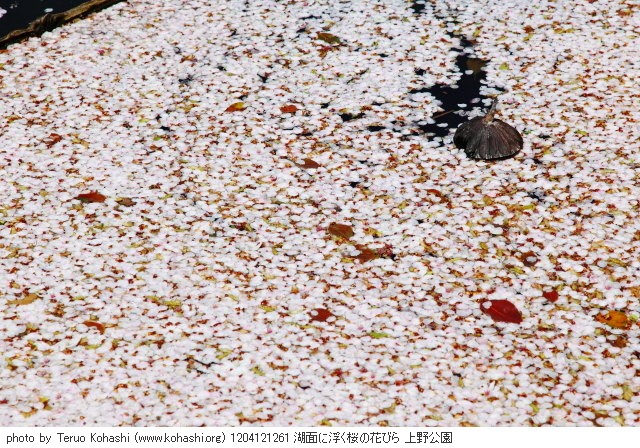 上野公園 2012 1204121261 湖面に浮く桜の花びら 上野公園 photo