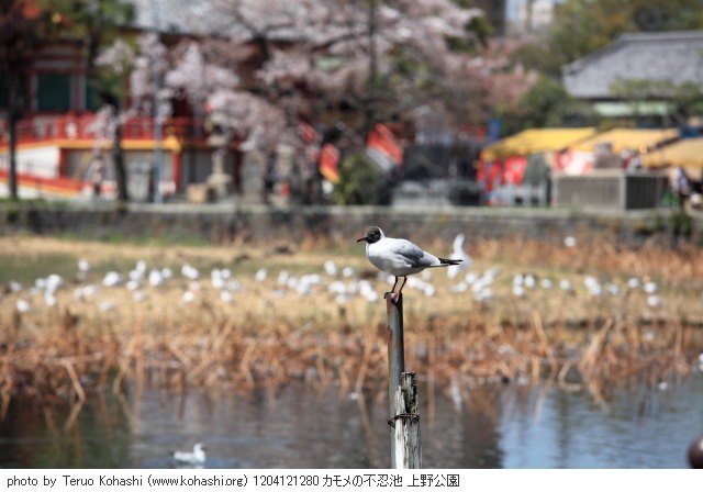 上野公園 2012 1204121280 カモメの不忍池 上野公園 thumbnail
