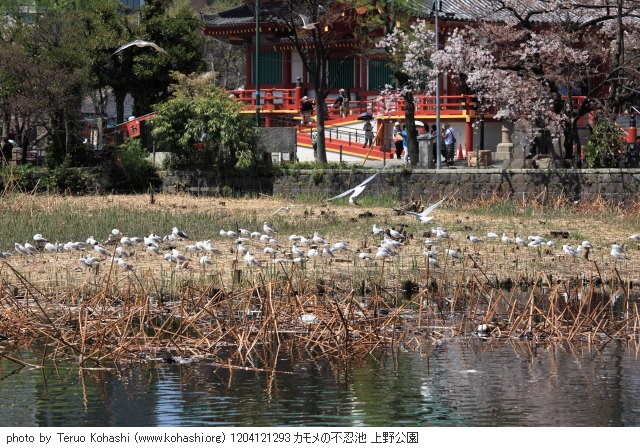 上野公園 2012 1204121293 カモメの不忍池 上野公園 thumbnail