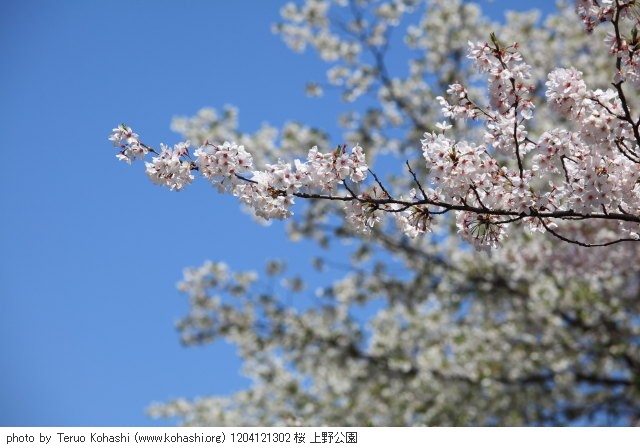 上野公園 2012 1204121302 桜 上野公園 photo