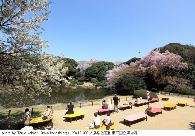 上野公園 2012 1204121389 大島桜と庭園 東京国立博物館 photo