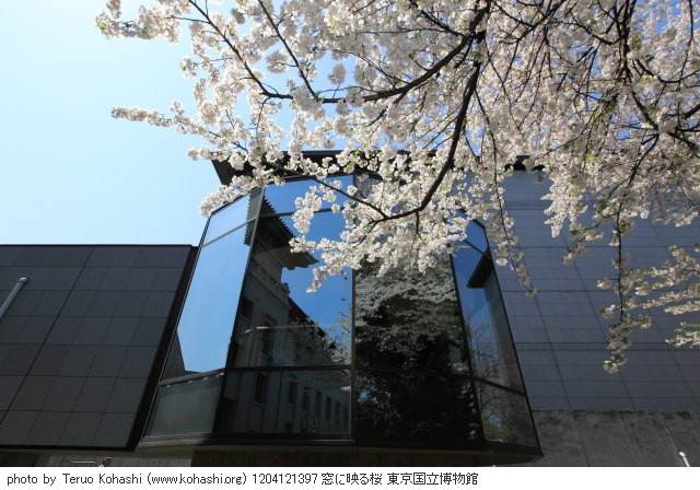 上野公園 2012 1204121397 窓に映る桜 東京国立博物館 thumbnail