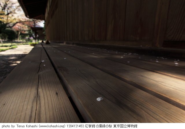 4月の上野公園+東京国立博物館 1204121452 応挙館の濡縁の桜 東京国立博物館 thumbnail