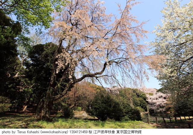 上野公園 2012 1204121459 桜 江戸彼岸枝垂 東京国立博物館 photo