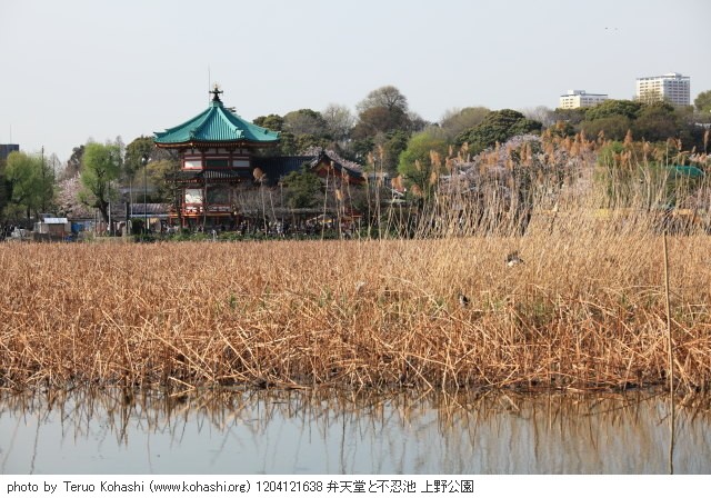 上野公園 2012 1204121638 弁天堂と不忍池 上野公園 thumbnail