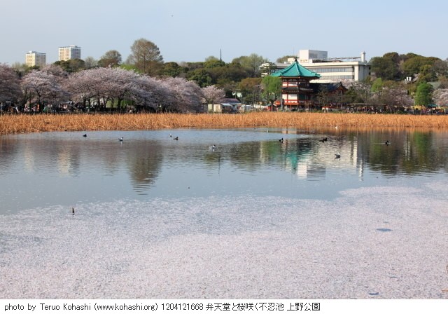 上野公園 2012 1204121668 弁天堂と桜咲く不忍池 上野公園 thumbnail