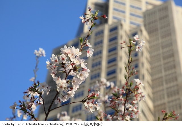 桜 1204121714 桜と東京都庁 thumbnail