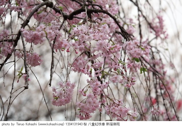 桜 1204131943 桜 八重紅枝垂 新宿御苑 thumbnail