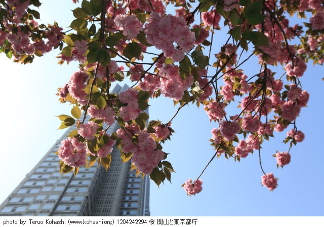 桜 1204242294 桜 関山と東京都庁 thumbnail
