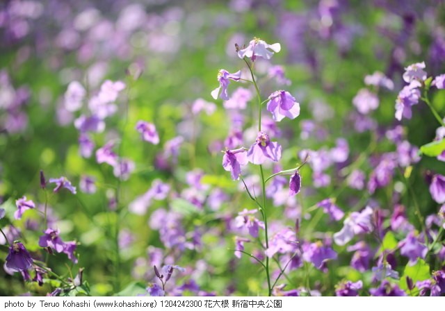 4月の新宿中央公園 1204242300 花大根 新宿中央公園 thumbnail