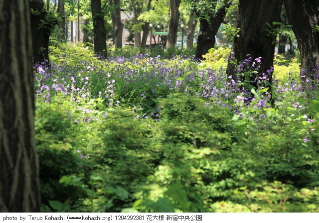 4月の新宿中央公園 1204292381 花大根 新宿中央公園 thumbnail