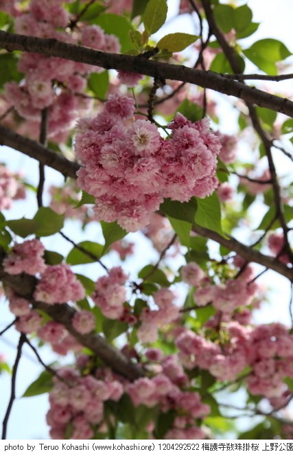 桜 1204292522 梅護寺数珠掛桜 上野公園 thumbnail
