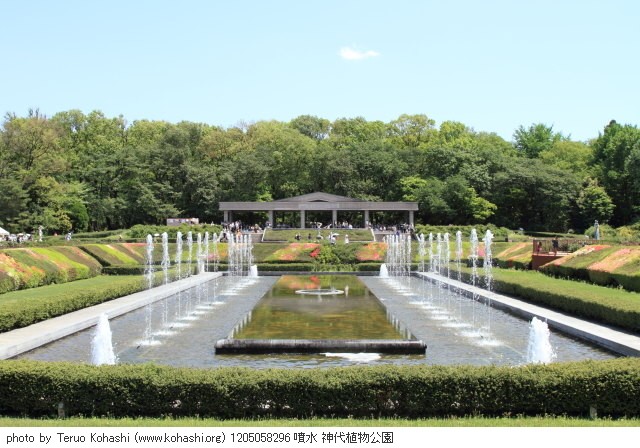 神代植物公園 2012 1205058296 噴水 神代植物公園 photo